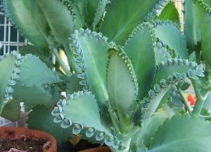 Penyembuhan Kalanchoe