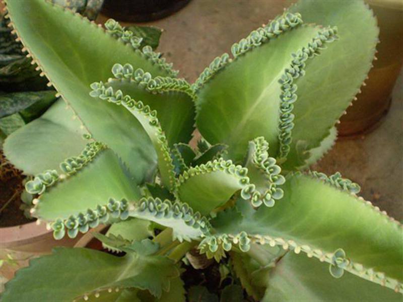 Kilang Kalanchoe