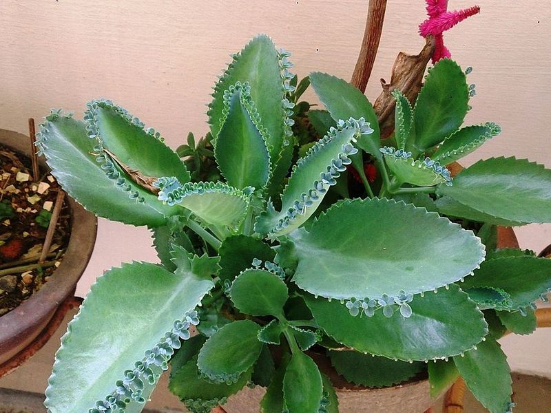 Bunga Kalanchoe