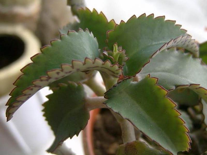 Apakah sifat yang dimiliki Kalanchoe?