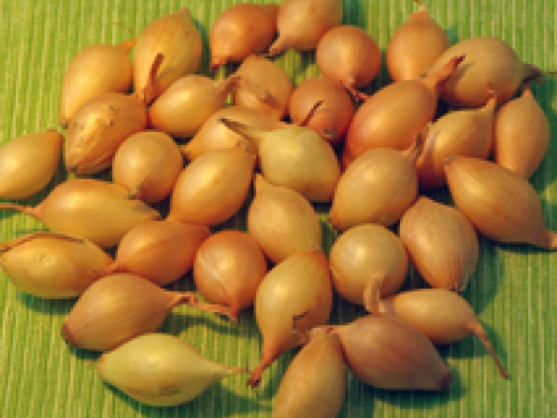 Pelbagai bawang