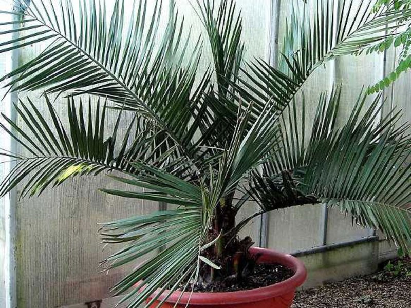 Kaedah menjaga pokok kelapa sawit