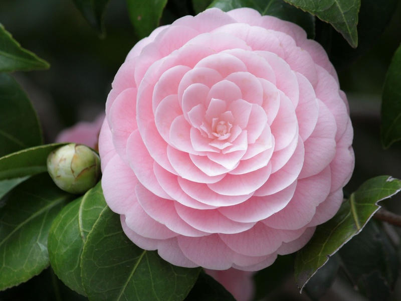 Mekar camellia yang halus