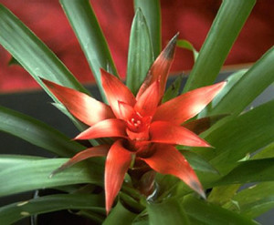 Cara membuat bromeliad mekar