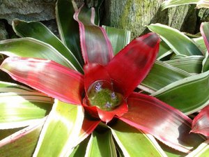 Perosak bromeliad