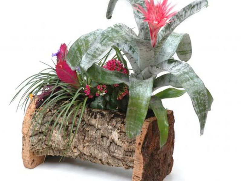 Kegunaan bunga bromeliad