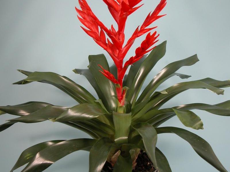 Bromeliad yang semakin meningkat