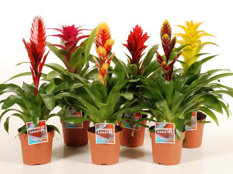 Bromeliad berbunga