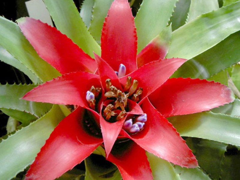 Di manakah bunga bromeliad tumbuh