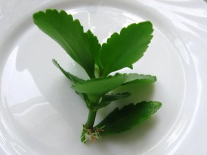 Ciri pembiakan keratan Kalanchoe