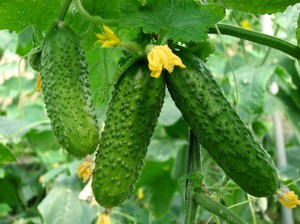 Ulasan mengenai jenis timun terbaik untuk tumbuh di ladang terbuka