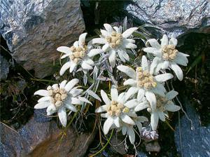 Edelweiss adalah tanaman bunga gunung.