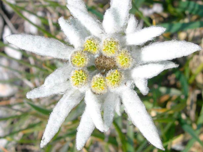 Penampilan bunga Edelweiss