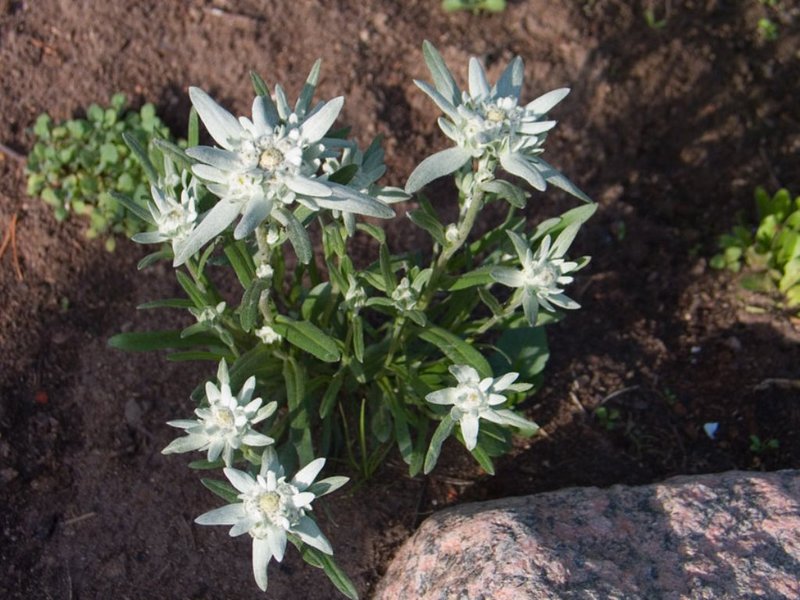 Edelweiss mekar