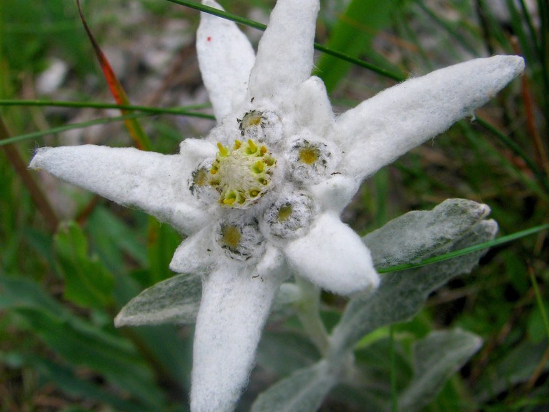 Pelbagai bunga Edelweiss