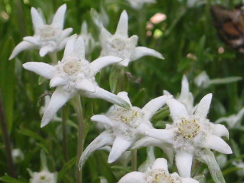 Secara semula jadi, edelweiss tumbuh di kawasan pergunungan alpine