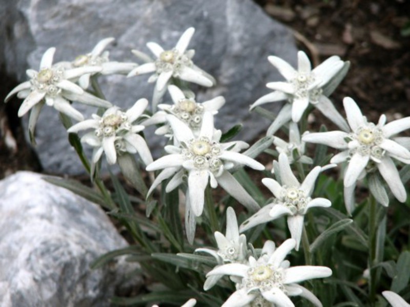 Kerdil Edelweiss