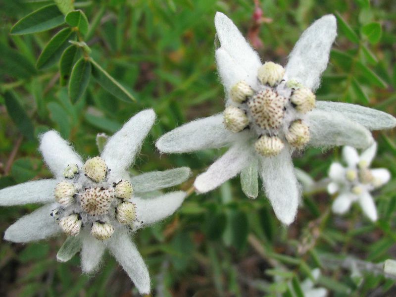 Secara semula jadi, edelweiss tumbuh di kawasan pergunungan alpine