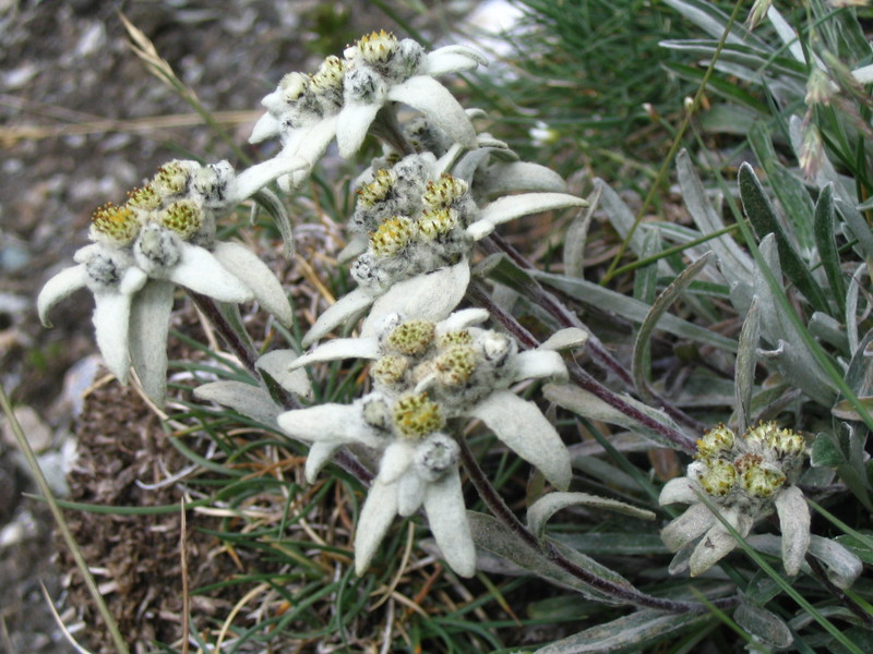 Rantai ke pergunungan edelweiss.