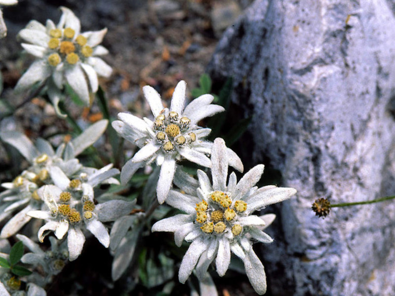 Edelweiss adalah tanaman bunga gunung.