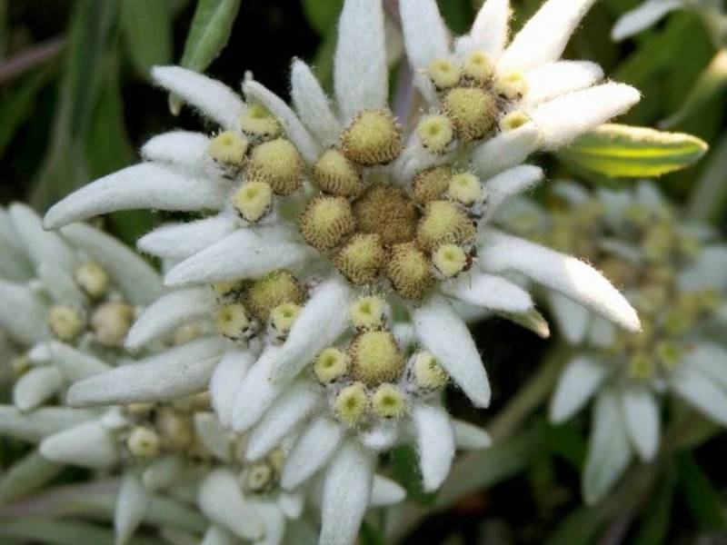 Edelweiss mekar