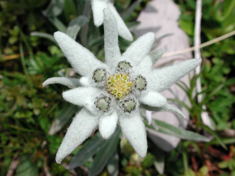 Edelweiss bunga gunung