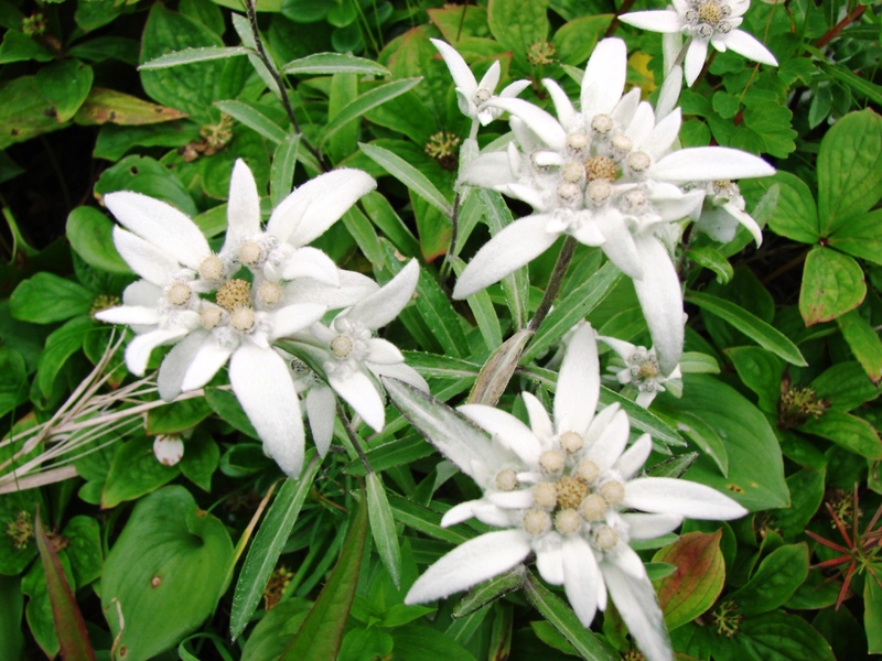 Edelweiss adalah tanaman bunga gunung.