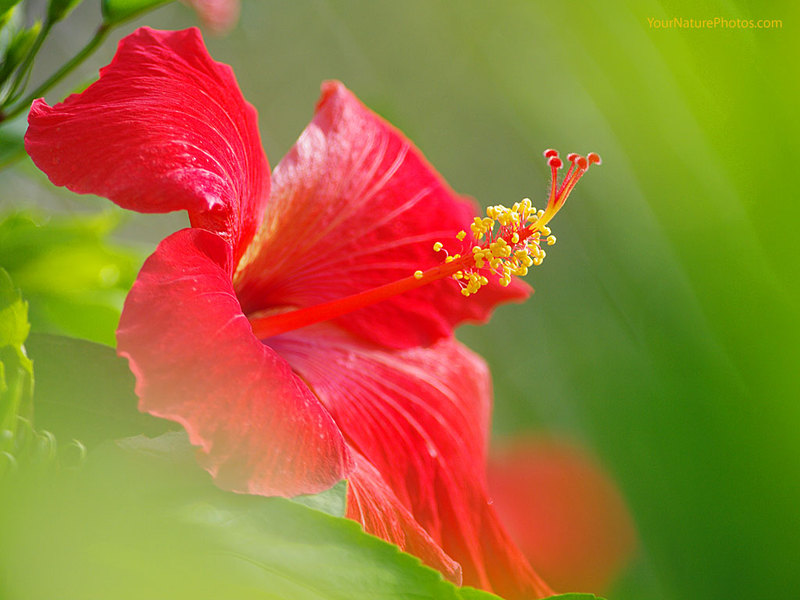 Bunga raya merah