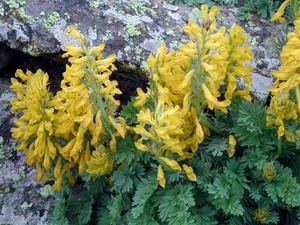 Corydalis berbunga besar dengan bunga kuning.