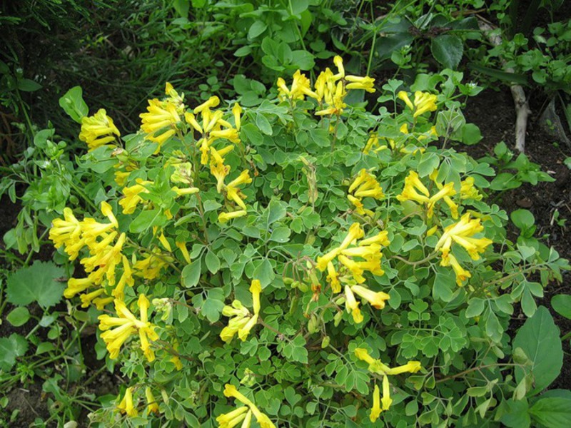 Mekar Corydalis