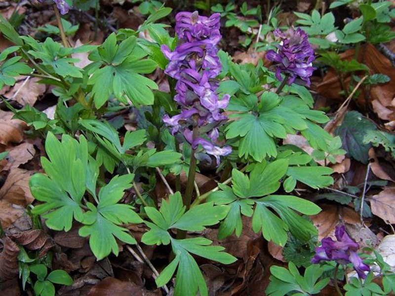 Tumbuhan Corydalis.