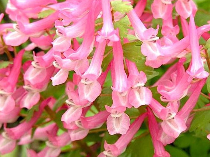 Corydalis - keindahan bunga musim bunga yang sangat indah