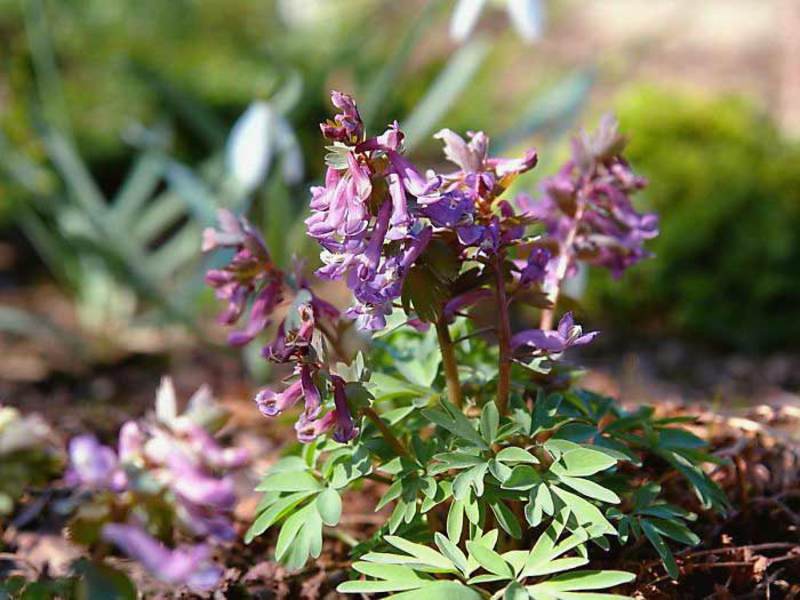 Varieti Corydalis