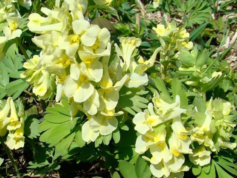 Corydalis berbunga besar dengan bunga kuning.