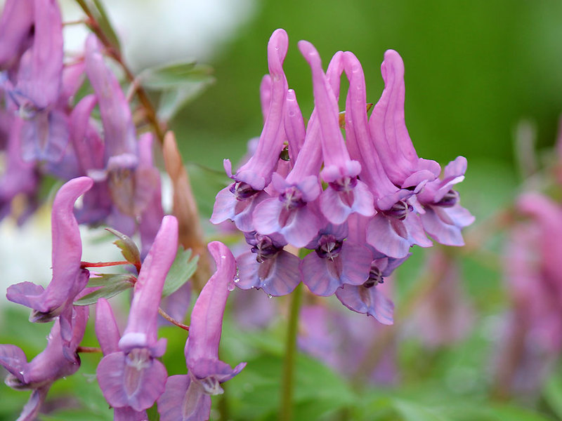 Salah satu musim bunga yang tumbuh pendek adalah Corydalis