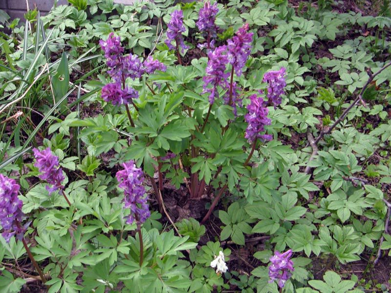 Apakah jenis corydalis