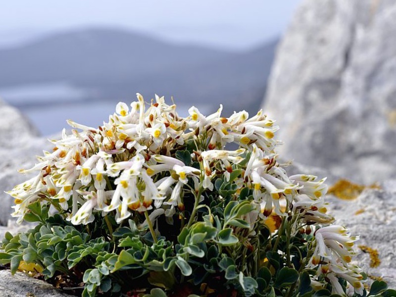 Corydalis berlubang.