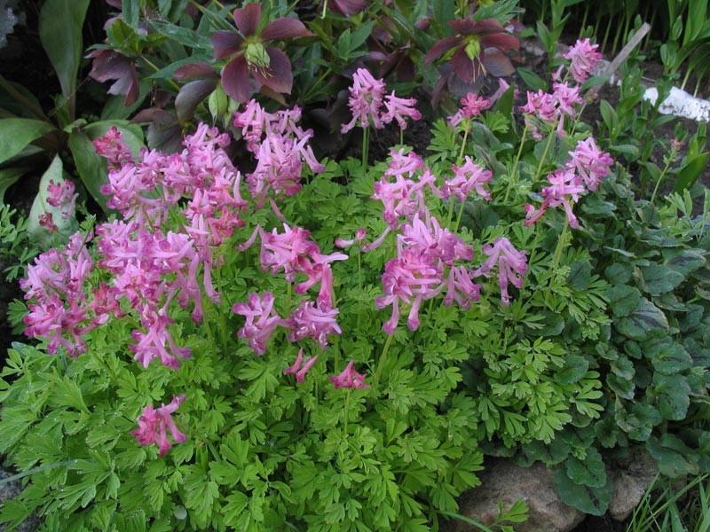 Tumbuhan Corydalis.