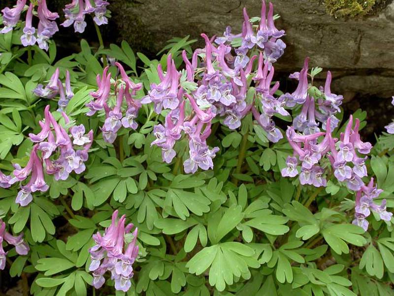 Berapa lama corydalis mekar