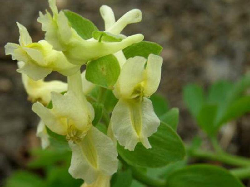 Corydalis - keindahan bunga musim bunga yang sangat indah