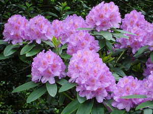 Pembentukan dan pemindahan rhododendron