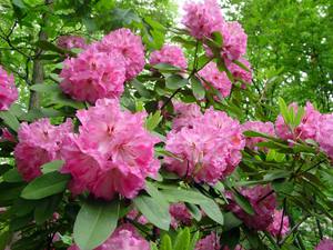 Rhododendron Azalea.