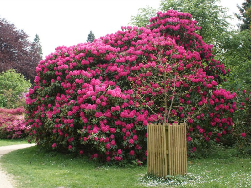 Nama bunga Rhododendron