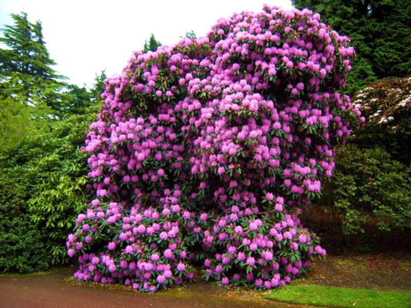 Varieti rhododendron