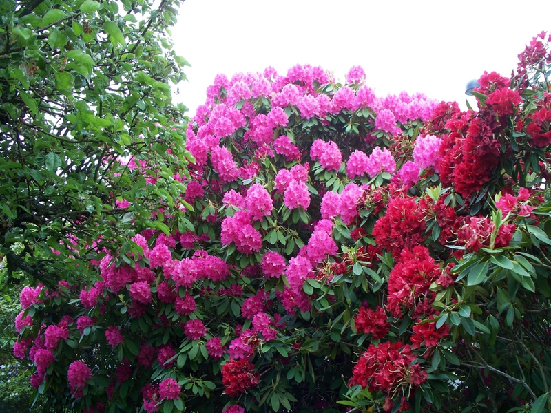 Spesies Rhododendron