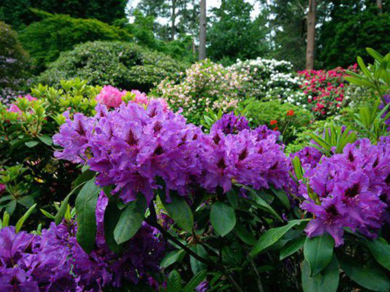 Pembentukan dan pemindahan rhododendron