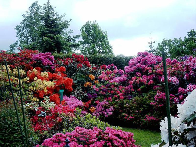 Pembentukan semak rhododendron