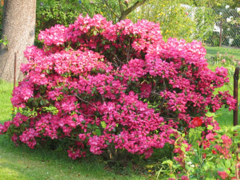 Rhododendron merah jambu