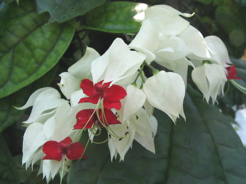 Penjagaan bunga Clerodendrum