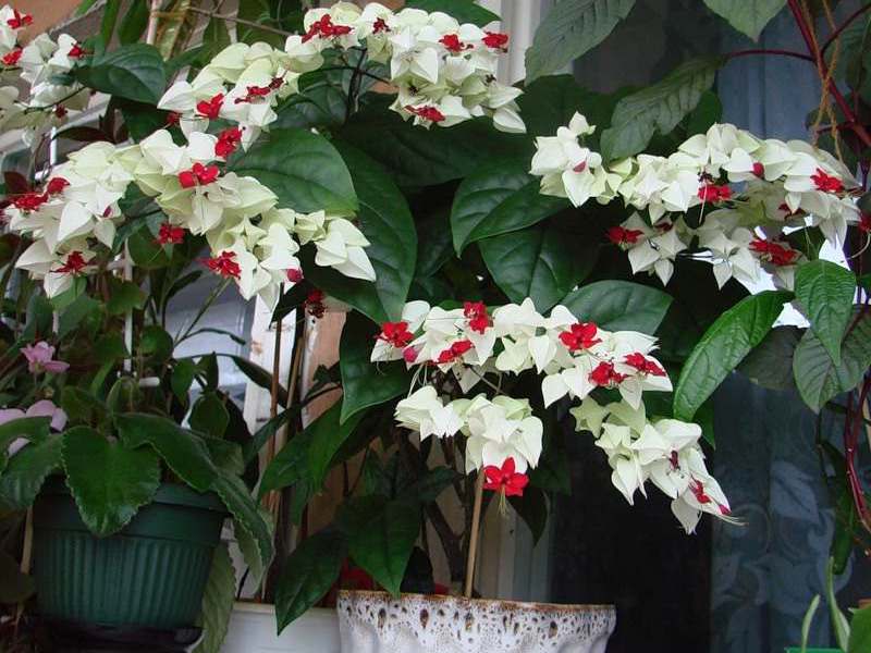 Clerodendrum Filipina